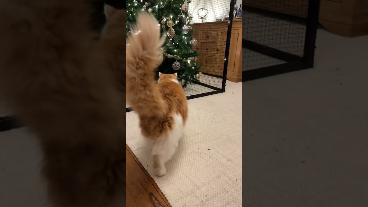 Keep your Christmas Tree safe from naughty cats with a Cati-ho 🎄🐈‍⬛✨ 