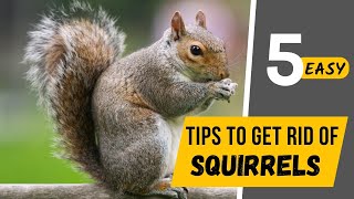 How To Get Squirrels Out Of Your Walls??Super Effective Fast Methods