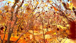 Beautiful autumn leaves fall forest party annual | Backgroumd Video