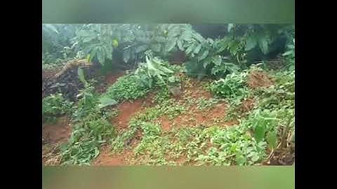 Bẫy chim cút ở vườn mỳ đạt kết quả bất ngờ