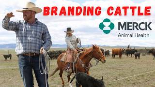 Angles in the Branding Trap! Branding Cattle in Utah