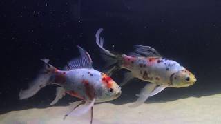 I Had To Get Them New Fish To The Fish Room