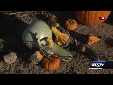 Videó: Pumpkin Patches Louisville közelében, Kentucky államban