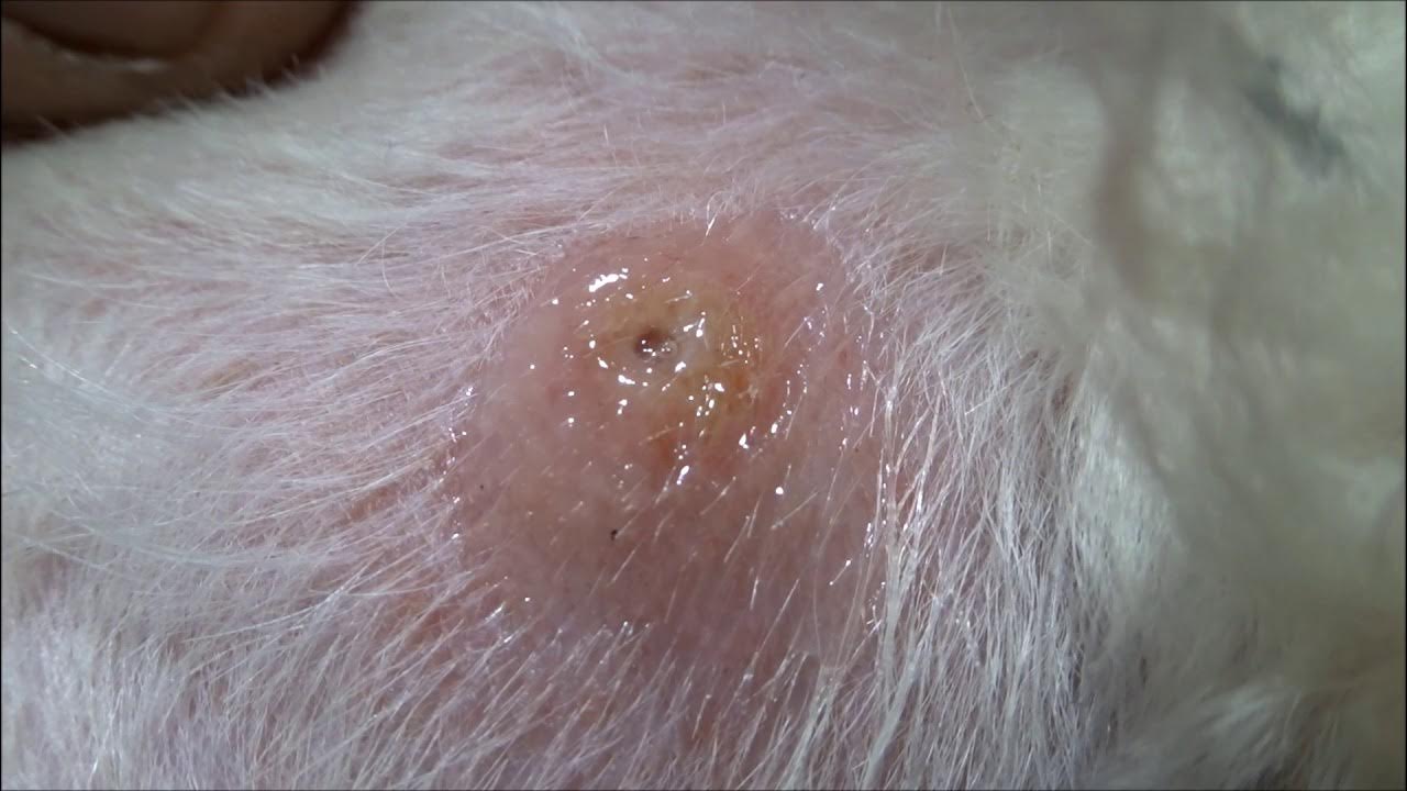 i-remove-a-bot-fly-larva-from-dartanian-youtube