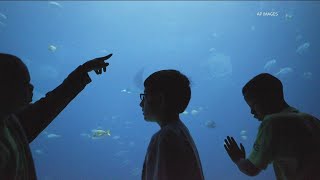 Georgia Aquarium launches resident passes