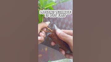 very easy air layering technique #gardeningtips #graftingtechnique #bonsaiideas #premnamicrophyla