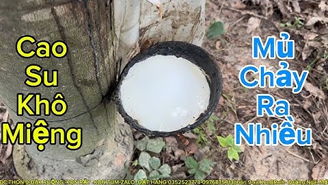 ĐÃ Xử lý thành công cây cao su khô miệng cho mủ nhiều trở lại | Trần Văn Hảo