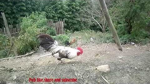 Qaib dib cuab tuaj zoo tiag2 2019