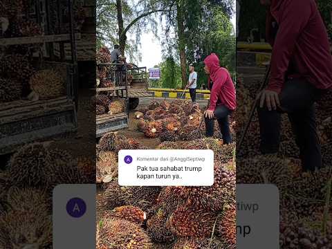 Harga sawit turun drastis akibat rencana expor CPO melalui BUMN #palmoil #sawit #hargasawit #export