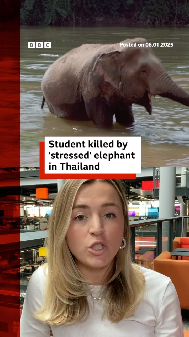 'Stressed' elephant gores Spanish tourist to death in Thailand. #Thailand #Elephant #BBCNews