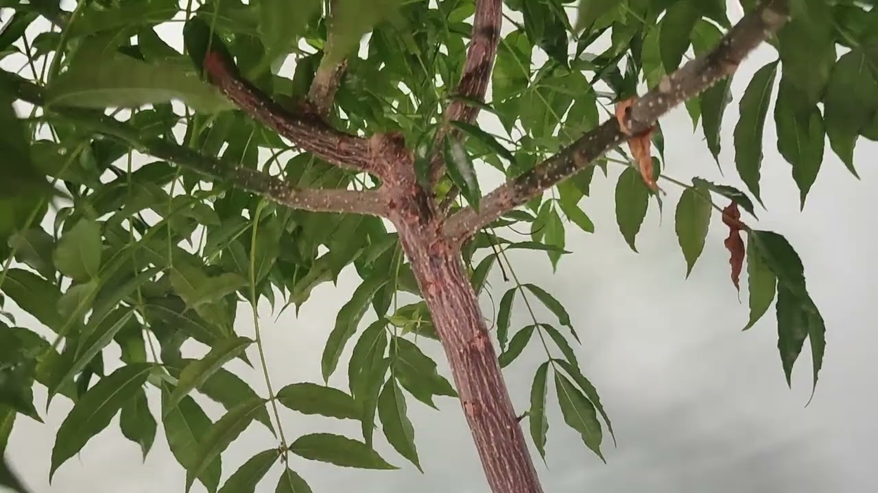 Амбарелла, 2026