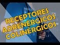 RECEPTORES ADRENÉRGICOS Y COLINÉRGICOS