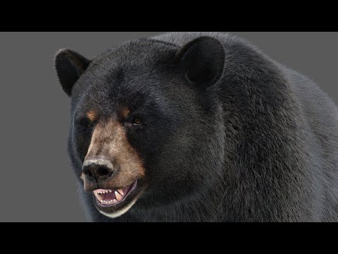 Black Bear 3D Model with Fur video