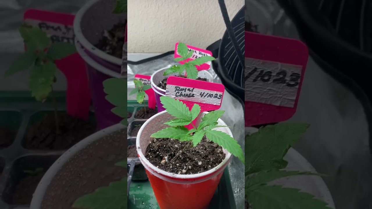 Day 17 update transplanted into solo cups