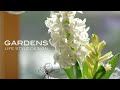 【GARDENS】北欧スタイルのインドアガーデニング | 芽出し球根の楽しみ ♯1 Scandinavian style living with flowers