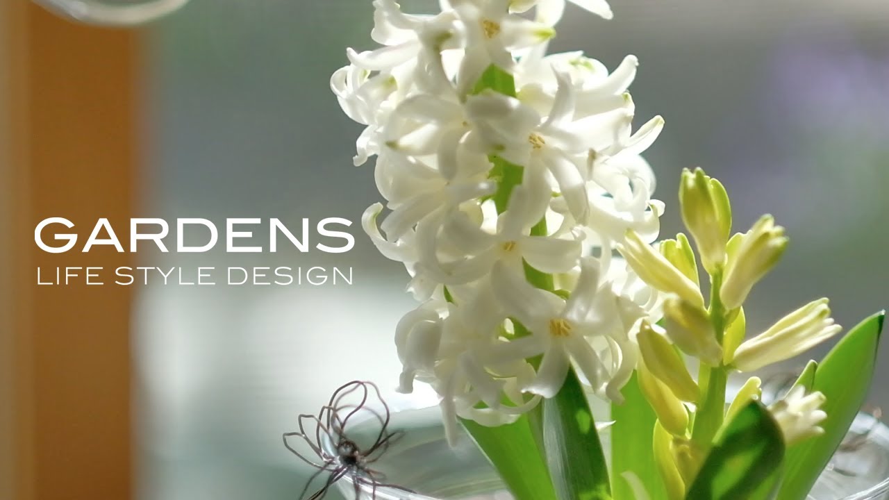 【GARDENS】北欧スタイルのインドアガーデニング | 芽出し球根の楽しみ ♯1   Scandinavian style living with flowers