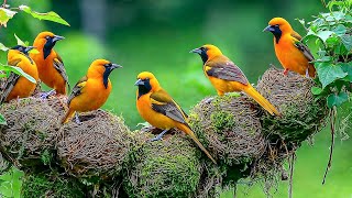 Расслабляющая музыка и пение птиц 🐦 Успокаивающая музыка восстанавливает нервную систему