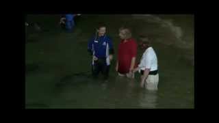 Wild dolphin feeding