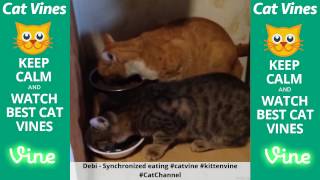 Funniest Cat Vines #127 - Updated September 20th, 2015 by Ultimate Cat Vines 1,775 views 8 years ago 19 minutes