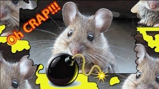 BOMB SNIFFING MICE - Israelis Train Mice to Sniff Out Explosives!