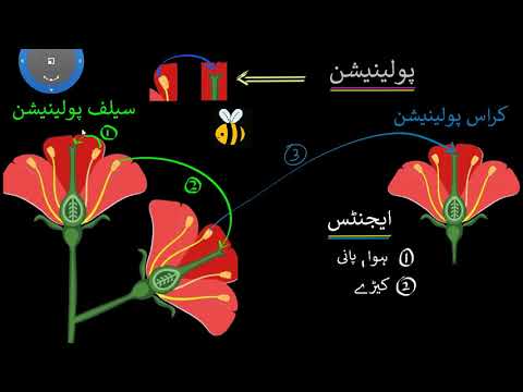 What Is The Meaning Of Pollination In Urdu