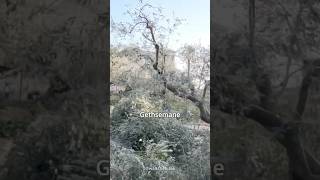 The Garden of Gethsemane on the Mount of Olives