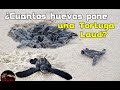 ¿Cuántos HUEVOS PONE UNA TORTUGA MARINA? - Tortuga laud gigante