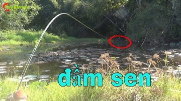 Hunter V4 (p12) câu rê cá lóc ỡ đầm sen vs đầm lầy #câucálócTâyNguyên