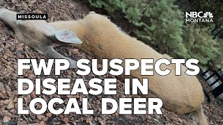 FWP suspects hemorrhagic disease behind deer deaths near Missoula, Frenchtown