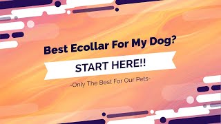 Best Shock Collars For Dogs on Amazon  (Ecollar Reviews By Size, Breed, Temperament)