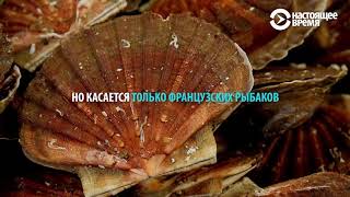 Гребешковые войны: схватка рыбаков Франции и Англии Гребешковые войны: схватка рыбаков Франции и Англии
