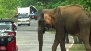 behaviour of elephant 🐘 #wildelephants #attack