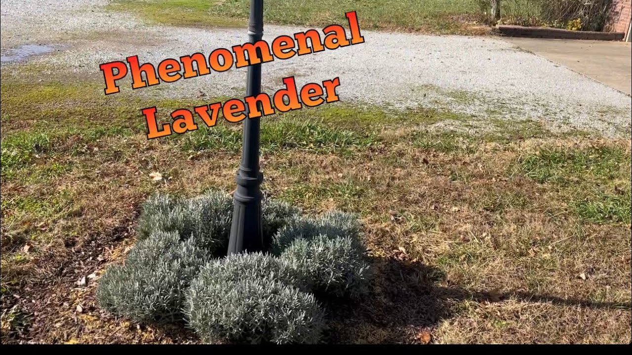 Phenomenal Lavender… beautiful in the winter!  A low-maintenance 4 season perennial
