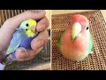 Baby Animals 🔴 Funny Parrots and Cute Birds Compilation (2020) Loros Adorables Recopilación #34