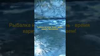 Рыбалка на Алтае. Осень - время хариуса. Приглашаем! 89130939401  WhatsApp #алтай #рыбалка