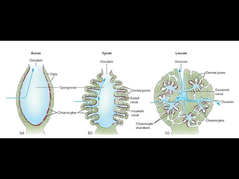 Canal System in Sponges : Ascon, Sycon and Leucon - YouTube