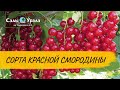 КРАСНАЯ СМОРОДИНА. Хозяйка Питомника "Сады Урала" Миролеева Александра Николаевна на своем участке