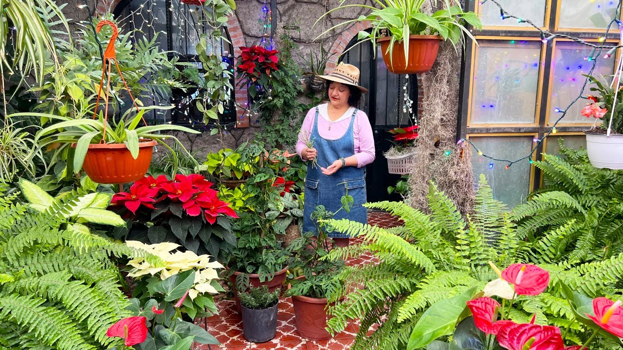La MEJOR planta para gente ocupada, y Desbaraté un arreglo
