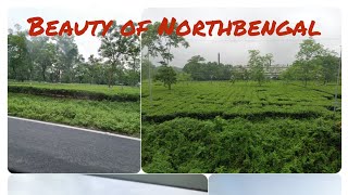 A view of green Tea Gardens/Beauty of North Bengal/view from a running 🚆/siliguri/North Bengal 🥰