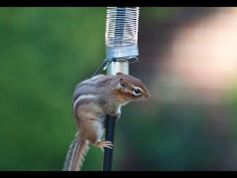 Chipmunk Defeats Birdhouse Slinky Youtube