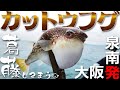 【大阪/八千代丸】カットウフグで夢のトラフグが...!?