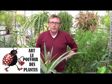 Conseil jardinage: comment réussir sa bouture d'ananas: Comment faire pousser un ananas