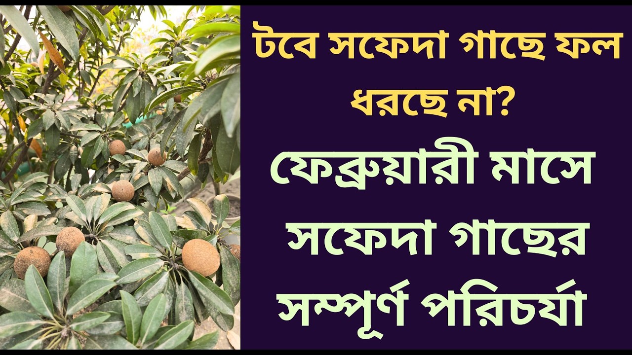 ছাদ বাগানে টবে সফেদা গাছে বেশি ফল পাওয়ার উপায় | Sofeda Plant Care in Rooftop Garde