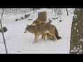 Adorable Red Wolf Love: Watch as One Lovingly Cleans Snow off His Mate