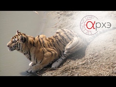 Михаил Кречмар: "Тигры и леопарды России"