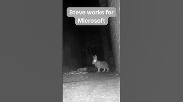 The Bing debate. #rabbit  #Bing #google #funnyanimals #techhumor #microsoft #trailcam #bunny