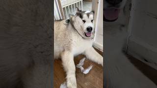 How Can You Get Mad At Cute Naughty Dog? #shorts #malamute #cutepets #dogsofyoutube