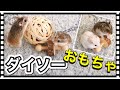 100均のハムスター用おもちゃを試してみたら