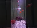 Bonskie Jorolan is live