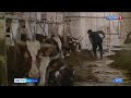 На ранее пустующую ферму в Пряже завезли коров